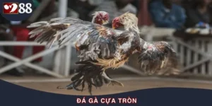 Đá Gà Cựa Tròn - Hình Thức Cân Não Với Vũ Khí Đặc Biệt