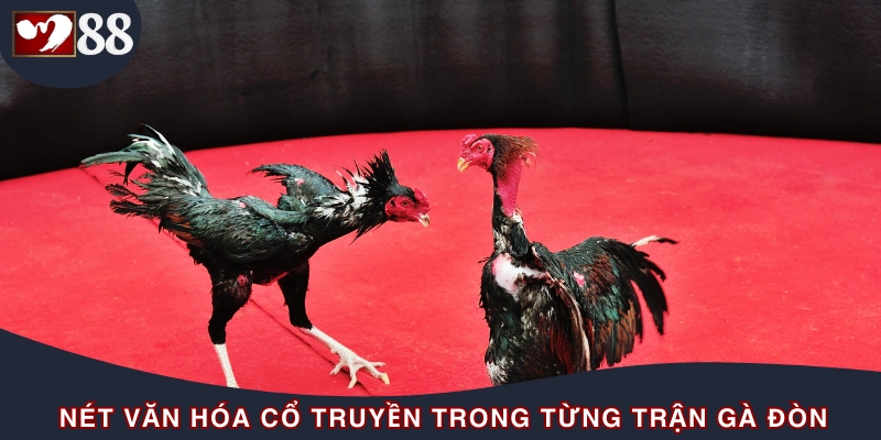 Môn đấu gà truyền thống có lịch sử lâu đời
